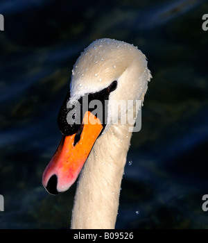 Portrait d'un cygne tuberculé (Cygnus olor) Banque D'Images