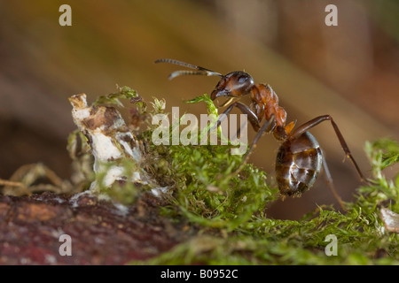 Le sud de fourmi ou de l'ant (Formica rufa) Banque D'Images