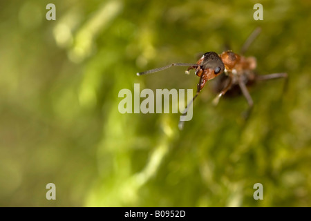 Le sud de fourmi ou de l'ant (Formica rufa) Banque D'Images