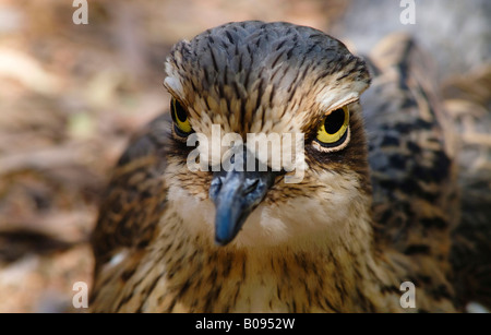 Large-billed Curlew (ou Pierre Burhinus grallarius) Banque D'Images