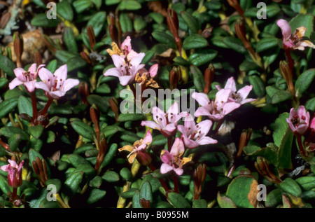 Alpine - ou azalée (Loiseleuria procumbens), la famille Ericacea Banque D'Images