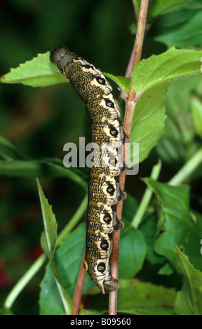 Willowherb caterpillar Sphynx (Proserpinus proserpine) se nourrissent d'un large-leaved Willowherb (Epilobium montanum) Banque D'Images