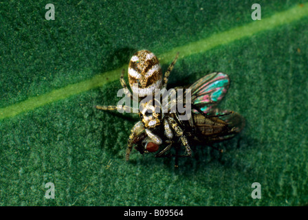 (Salticus scenicus araignée zèbre), famille des Salticidae, avec une mouche capturée Banque D'Images