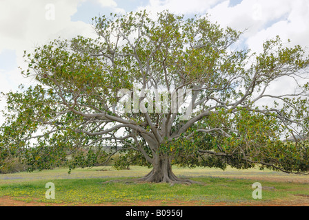 Moreton Bay Fig (Ficus macrophylla), Western Australia, Australia Banque D'Images