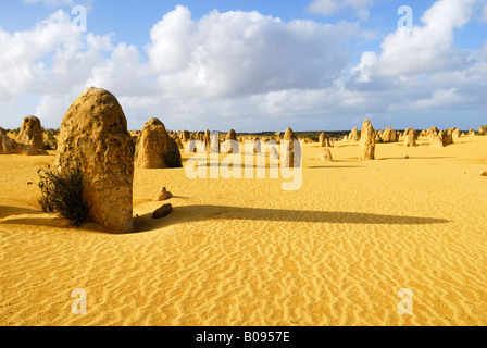 Désert des Pinnacles, piliers de calcaire, le Parc National de Nambung, Western Australia, Australia Banque D'Images