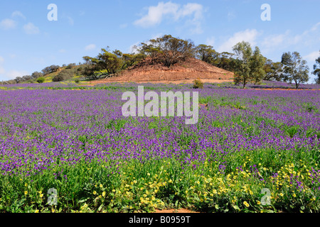 La vipère pourpre (Vipérine commune Echium plantagineum), fleurs sauvages poussant sur un pré en Australie occidentale, Australie Banque D'Images