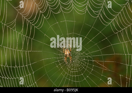 Jardin Araignée européenne ou araignée (Araneus diadematus), bas Banque D'Images