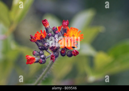 Orange - ou Tawny épervière (Hieracium aurantiacum), les fleurs Banque D'Images