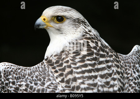 Le faucon gerfaut ou Gyr Falcon (Falco rusticolus) retour sur son épaule Banque D'Images