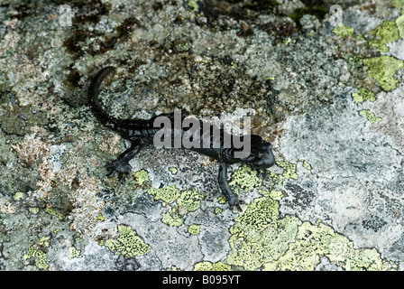 Salamandre alpestre (Salamandra atra), Kellerjoch, Tux Alpes, Tirol, Autriche Banque D'Images