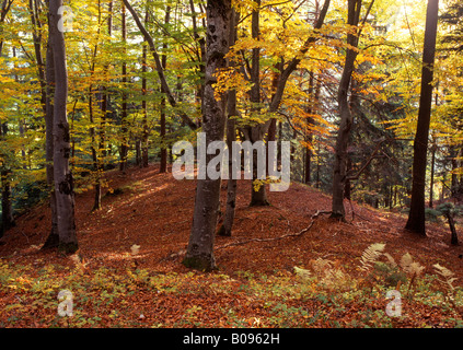 La hêtraie (Fagus) en automne, Bauhof, le PMVD, Tyrol, Autriche, Europe Banque D'Images