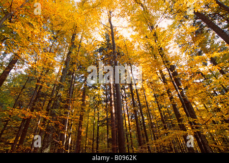 La hêtraie (Fagus) en automne, Tyrol, Autriche, Europe Banque D'Images