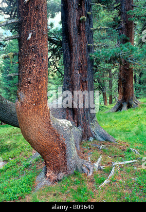 Pin suisse ou Arolla pin (Pinus cembra), Gerlos, Tyrol, Autriche Banque D'Images