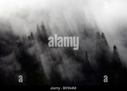 La forêt de conifères couverts de brume, Pilztal, Tirol, Autriche Banque D'Images