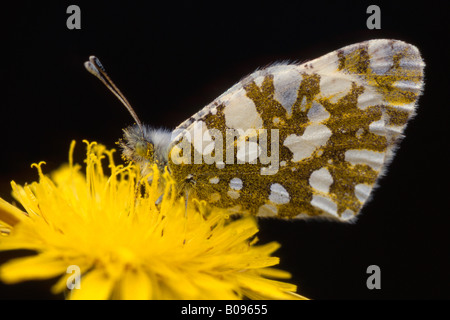 Papillon Orange Tip (Anthocaris cardamines) perché sur un oranger, Schwaz, Tyrol, Autriche, Europe Banque D'Images