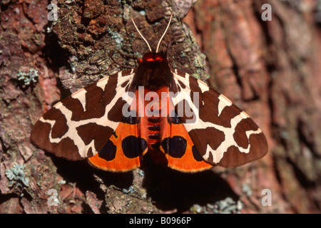 Jardin Tiger Moth (Arctia caja), Tyrol, Autriche, Europe Banque D'Images