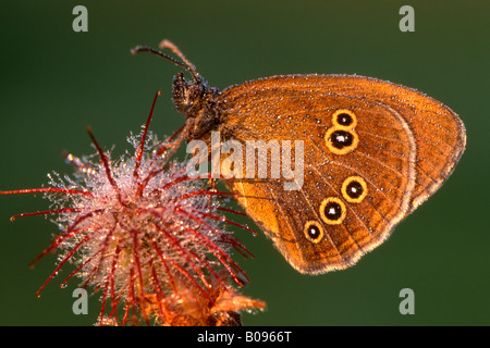 (Un papillon Aphantopus hyperantus) Banque D'Images