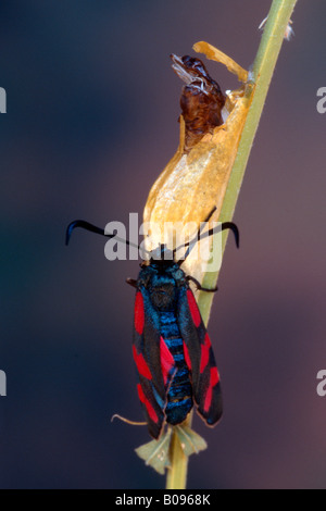 Six-spot Burnet Moth (Zygaena filipendulae), Tyrol, Autriche, Allemagne Banque D'Images