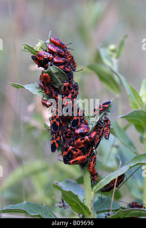 Firebug (Pyrrhocoris apterus), Feldthurns, Bolzano-Bozen, Italie Banque D'Images