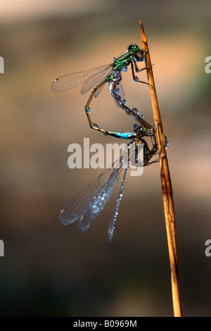 Paire de demoiselles (Lestes sponsa émeraude), Tirol, Autriche Banque D'Images