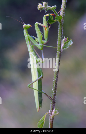 Mante religieuse européenne (Mantis religiosa), Feldthurns, Bolzano-Bozen, Italie Banque D'Images