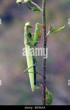 Mante religieuse européenne (Mantis religiosa), Feldthurns, Bolzano-Bozen, Italie Banque D'Images