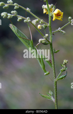 Mante religieuse européenne (Mantis religiosa) perché sur une fleur, Feldthurns, Bolzano-Bozen, Italie Banque D'Images