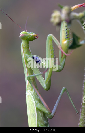 Mante religieuse européenne (Mantis religiosa), Feldthurns, Bolzano-Bozen, Italie Banque D'Images