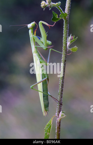 Mante religieuse européenne (Mantis religiosa), Feldthurns, Bolzano-Bozen, Italie Banque D'Images