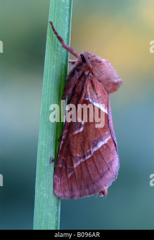 Papillon buveur, le museau d'amphibien (Philudoria potatoria), Schwaz, Tyrol, Autriche Banque D'Images