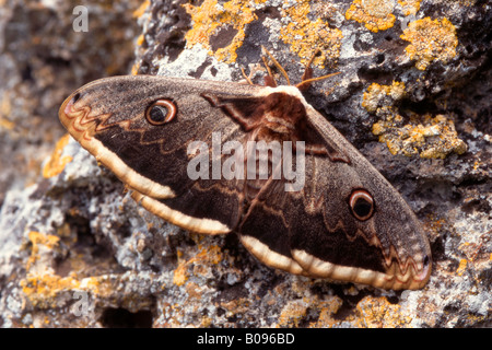 Papillon Paon géant ou grand empereur (Saturnia pyri) Banque D'Images