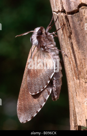 Hawk-moth pin (Hyloicus pinastri, Sphinx pinastri), Schwaz, Tyrol, Autriche Banque D'Images