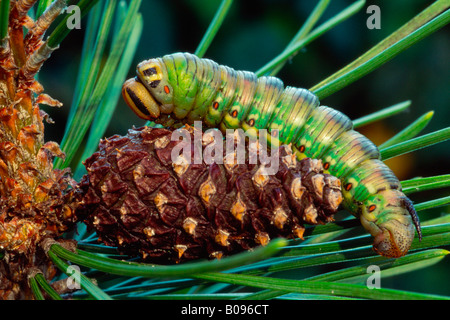 Hawk-moth pin caterpillar (Hyloicus pinastri) sur un cône de pin, Schwaz, Tyrol, Autriche du Nord Banque D'Images