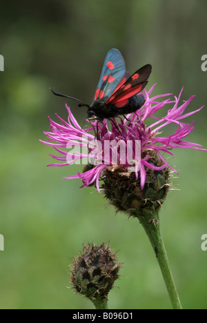 5-spot Burnet Moth (Zygaena trifolii) perché sur une fleur de centaurée jacée (Centaurea jacea), Martinau, Lechtal, Tirol, Austr Banque D'Images