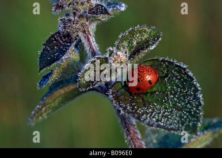 7-spot Ladybird ou sept points Coccinelle (Coccinella septempunctata), Liesfeld, Kundl, North Tirol, Autriche Banque D'Images