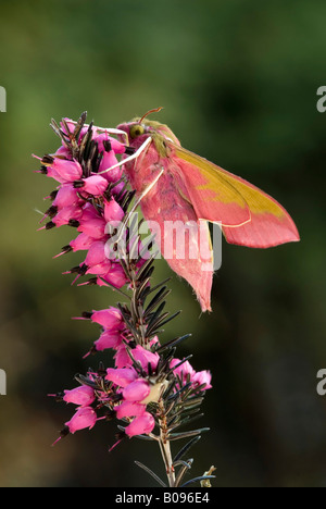 Elephant Hawk-moth (Deilephila elpenor) perché sur une fleur, Schwaz, Tyrol, Autriche du Nord Banque D'Images