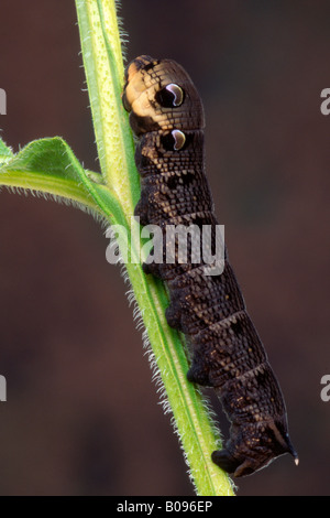 Elephant Hawk-moth caterpillar (Deilephila elpenor), d'Amérique du Tirol, Autriche Banque D'Images