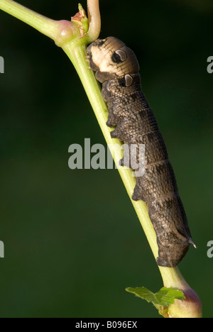 Elephant Hawk-moth caterpillar (Deilephila elpenor), d'Amérique du Tirol, Autriche Banque D'Images