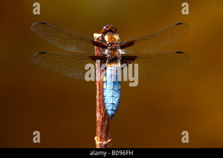 À corps large Chaser dragonfly (Libellula depressa) Banque D'Images