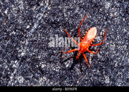 Bug Assassin rouge (Rhynocoris iracundus) Banque D'Images