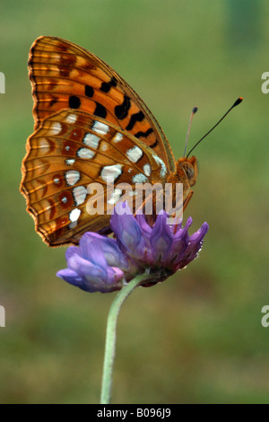 Niobe fritillary (Argynnis niobe) papillon perché sur une fleur pourpre, Kramsach, Tirol, Autriche Banque D'Images