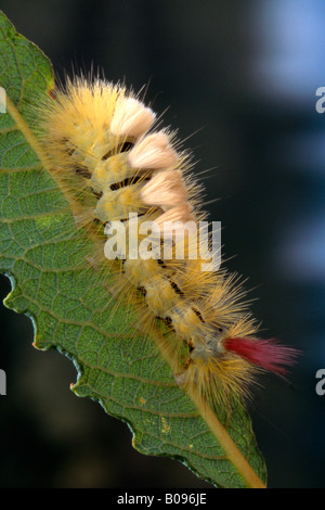 Chenille à houppes du pâle (Dasychira pudibunda), d'Amérique du Tirol, Autriche Banque D'Images