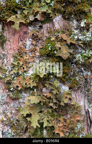 Tree, herbe ou Lung lichen (Lobaria pulmonaria), Grosser Ahornboden, gamme de Karwendel, Tirol, Autriche Banque D'Images