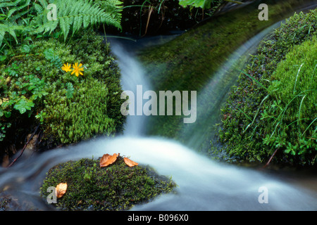 L'eau qui coule sur les rochers couverts de mousse, Tortal, Karwendelgebirge, gamme de Karwendel, Tirol, Autriche Banque D'Images