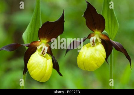 Lady's Slipper Orchid (Cypripedium calceolus), Martinau, Lechtal, Tyrol, Autriche, Europe Banque D'Images