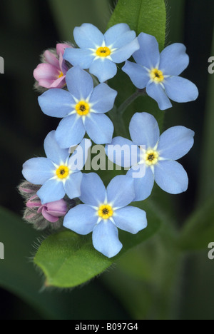 Bois forget-me-not (Myosotis sylvatica), Schwaz, Tyrol, Autriche, Europe Banque D'Images