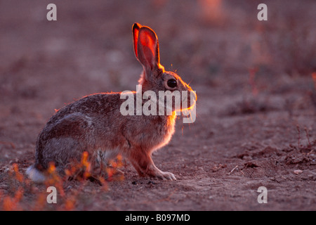 Nuttall (Sylvilagus audubonii désert), Arches National Park, Utah, USA, Amérique du Nord Banque D'Images