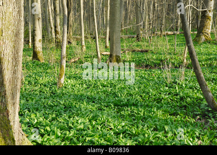 Sol de la forêt en automne couverts par Wild - ou ail des ours (Allium ursinum), Kaltenaue près de Bad Feilnbach, Bavière, Allemagne Banque D'Images