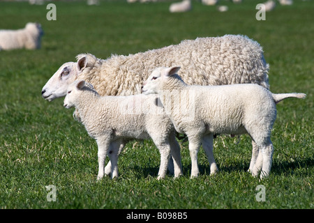 Le mouton domestique (Ovis aries) avec deux agneaux sur un pâturage Banque D'Images