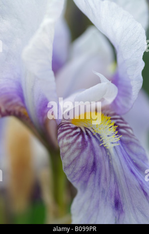 IRIS GERMANICA JANE PHILLIPS Banque D'Images